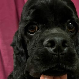 Alice - Cocker Spaniel