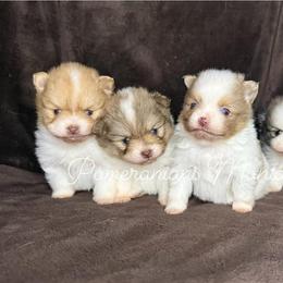 Pomeranian Puppies from Pomeranians Montana