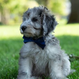 Aussiedoodle Puppies from Dreamydoodle NW