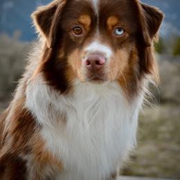 Phoenix - Red merle male Miniature American Shepherd puppy in Baker City, Oregon from Back Country Aussies