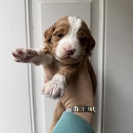 Heart - Red  female Goldendoodle puppy in Clinton, Utah from Golden Law Kennels