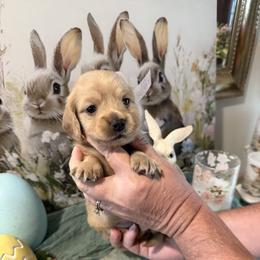 Girl 2 - female Dachshund puppy in Ville Platte, Louisiana from Cajun Pawfection