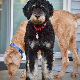 Bernedoodle All Grown Up from Sweetheart Doodles