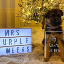 German Shepherd Puppies from Chico's German Shepherds