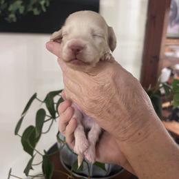 Boy 2 - Cream male Dachshund puppy in Gouverneur, New York from Dack Dachshunds