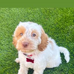 Red collar Janice. Friends litter - Tri-color female Australian Labradoodle puppy in Fontana, California from Grammy's Puppy Love doodles and poodles