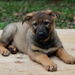 Sable Female-1 - Sable female German Shepherd puppy in Cumming, Georgia from Cainedelup