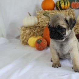 Quintana - Fawn female Pug puppy in Tuscola, Illinois from Dream on puppies