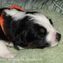 Orange - Black & white female Australian Shepherd puppy in Bloomfield, New York from Wayward Trails Kennel
