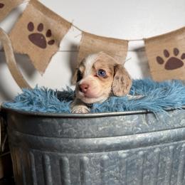 Emmie - Dapple female Dachshund puppy in New Albany, Mississippi from Double A. Doxies