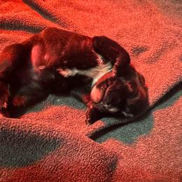 Miss Coral - Brindle female Boxer puppy in Searcy, Arkansas from St. John’s Boxer Butts