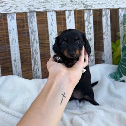 Princess - Black and cream female Dachshund puppy in Nashville, Arkansas from Dixies Dachshunds