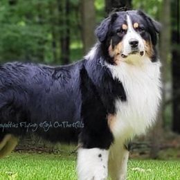 Cobra - Australian Shepherd