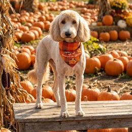 Georgia - Goldendoodle