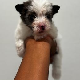 Chloe - Parti female Yorkshire Terrier puppy in Deltona, Florida from Poodles by CNC