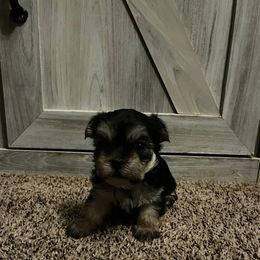 Black and tan female - Black and tan female Morkie puppy in Madelia, Minnesota from Prairie Farms