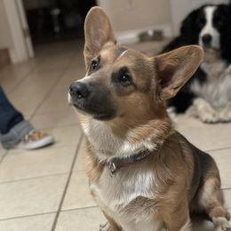 Boss - Pembroke Welsh Corgi