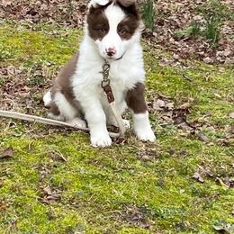 Border Collie Puppies from Ridge Kap Border Collies