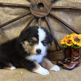 Alder - Black tri male Miniature American Shepherd puppy in Cowlitz County, Washington from Pleasant Woods Miniature American Shepherds