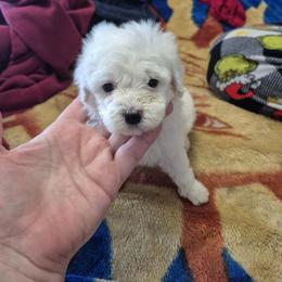 Bently - White male Maltipoo puppy in Everett, Washington from Meadows Ranch