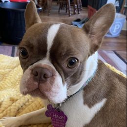 Boston Terriers and French Bulldogs from Pickarts Pups Frenchton and Boston Terrier