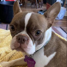Boston Terriers and French Bulldogs from Pickarts Pups Frenchton and Boston Terrier