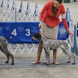 German Shorthaired Pointer All Grown Up from Pinecrest German Shorthair Pointers