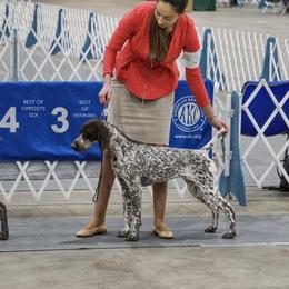 German Shorthaired Pointer All Grown Up from Pinecrest German Shorthair Pointers