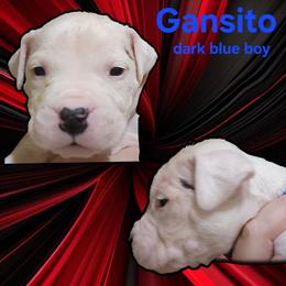 Boy 3 -dark blue boy - White male Dogo Argentino puppy in Blythe, California from Dogos del Gran Reino