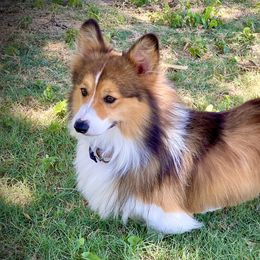 Yodie - Pembroke Welsh Corgi