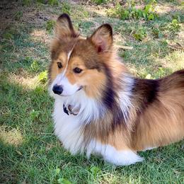 Yodie - Pembroke Welsh Corgi