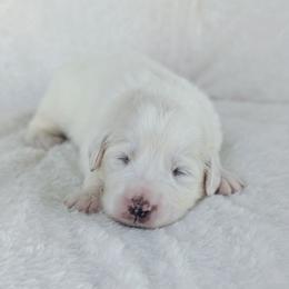 Olive - White female Great Pyrenees puppy in Yakima, Washington from Naches Heights Ranch