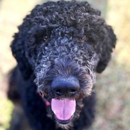Baymax - Poodle