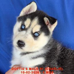 DOTTIE'S MALE 1 - Black and white male Siberian Husky puppy in Manilla, Iowa from Bruck's Siberian Huskies