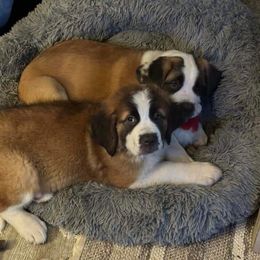 Companion Cross and Saint Bernard Puppies from Coleman Saint Bernards of Ohio
