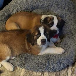 Companion Cross and Saint Bernard Puppies from Coleman Saint Bernards of Ohio