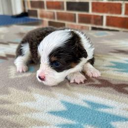 Orange Collar boy Clover - Blue male Pembroke Welsh Corgi puppy in Paris, Kentucky from Flat Run Corgis