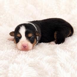 Brooks - Black and tan male Pembroke Welsh Corgi puppy in Beggs, Oklahoma from Blue Diamond Corgi’s