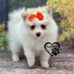 Dachshund, Pomeranian, and Poodle Puppies from Cuddles n Curls