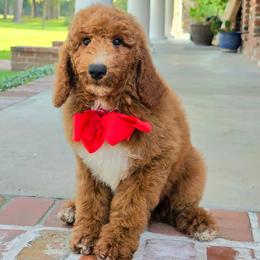 Charlie Rae's Red Boy - Red  male Goldendoodle puppy in Kountze, Texas from Texas Doodles LLC