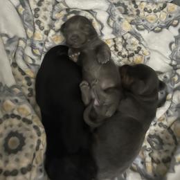 Dachshund puppies from Jennifer Marett