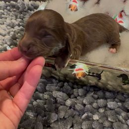 Fred - Chocolate male Dachshund puppy in Adamsville, Tennessee from Shiloh Ridge Dachshunds