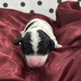 Rolly - Parti male Poodle puppy in Chino Valley, Arizona from Whiskey Row Royals