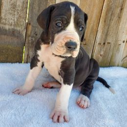 Great Dane Puppies from Dog in Mind Danes