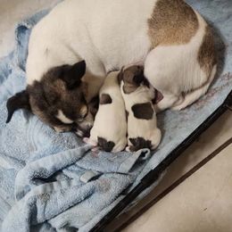 Chihuahua puppies from Little Beauties
