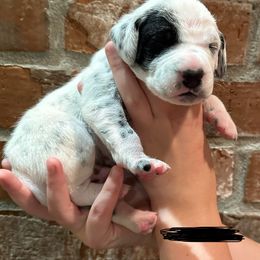 Dalmatian Puppies from Cowart’s Dalmatians