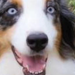 Australian Shepherds from Brilliant Beautiful Australian Shepherds