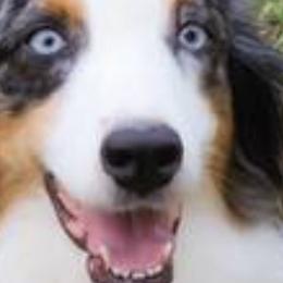 Australian Shepherds from Brilliant Beautiful Australian Shepherds