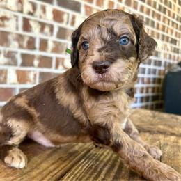 Green Boy - Merle male Goldendoodle puppy in Huntsville, Alabama from Winchester Doodles