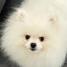 Pomeranians from Pristine Poms